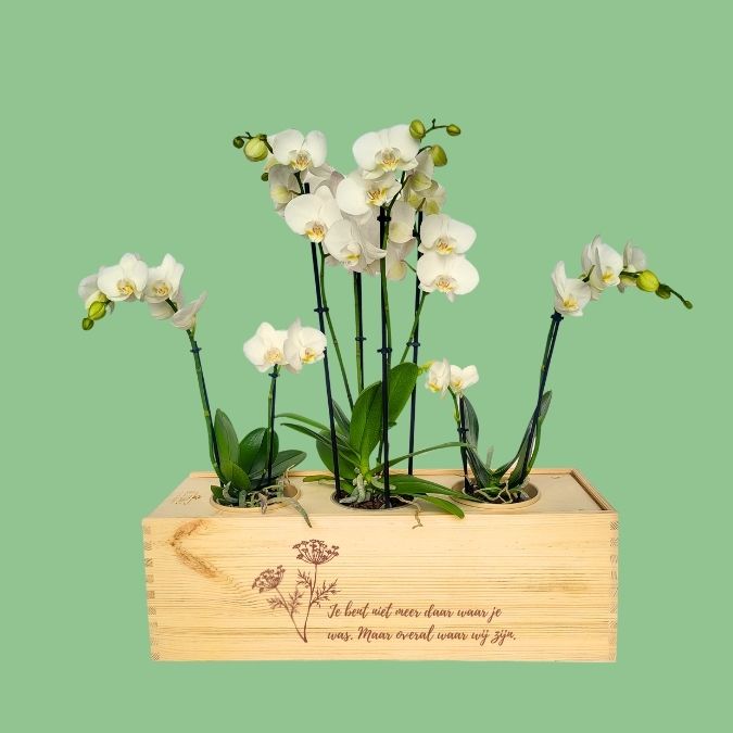 Rouwstuk met orchidee